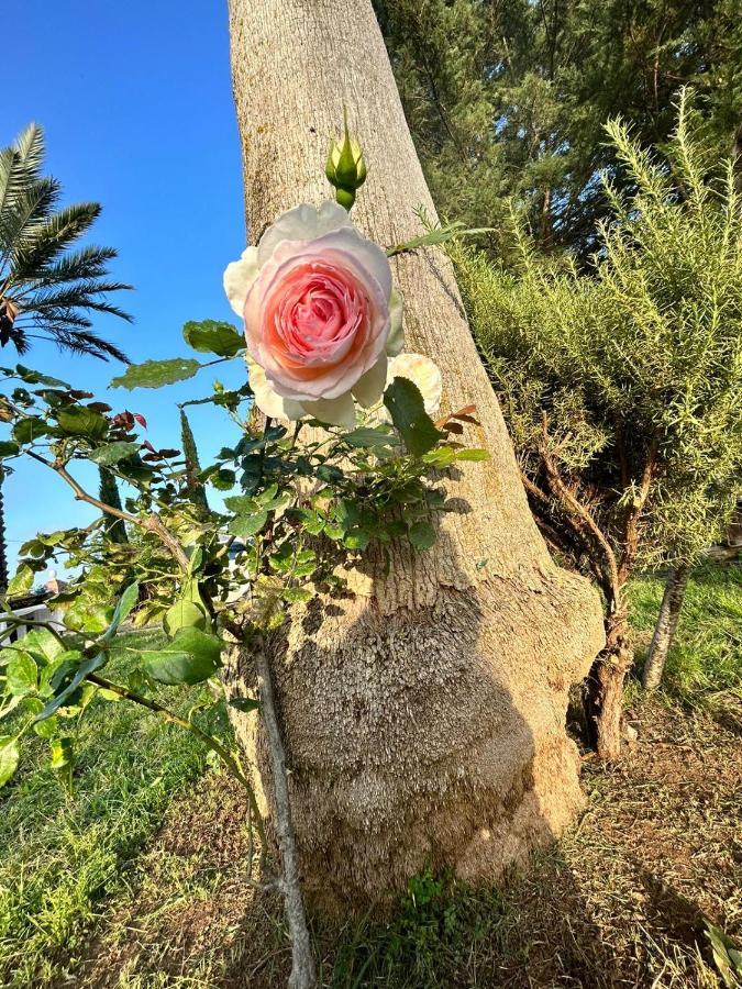 La Finestra Sul Limone Bed & Breakfast Castelvetrano Luaran gambar